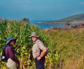 Corn on coast